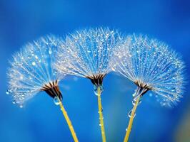 Nature's delicate droplets on dandelion seeds in blue background photo