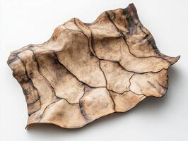 Unique decorative piece showcasing natural textures and patterns photo