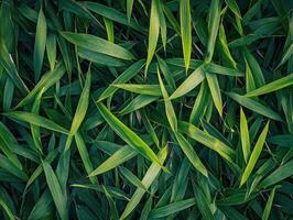 Green bamboo leaves covering ground in a tranquil setting photo