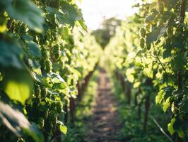 Vineyard rows basking in golden evening sunlight photo