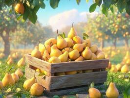 Harvesting fresh pears in a sunny orchard on a clear day photo