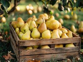 Harvesting fresh pears in a wooden crate under a fruit tree photo