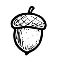 Sketchy Handdrawn Simple Acorn Outline Illustration Natural Autumn Element vector
