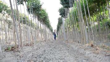 Lush Rows of Crops Flourishing Under Colorful and Vibrant Trees in the Agricultural Landscape video