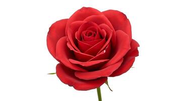 A single red rose is shown against a white background photo