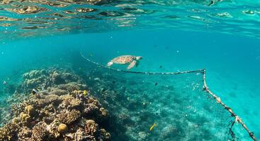A turtle swimming in the ocean with a net photo