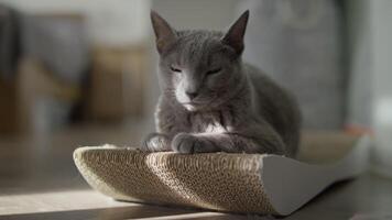Relaxed Cat Resting on a Scratch Pad in Natural Light video