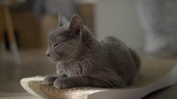 Gray cat resting on a scratcher video