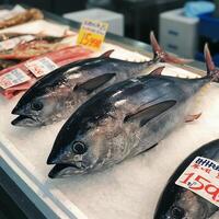A display of fish on ice in a store photo