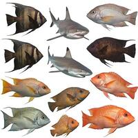 A group of fish on a white background photo