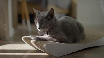 Grey Cat Relaxing in Soft Sunlight video