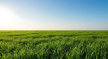 Green field with sun shining over it photo
