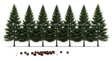 Several pine trees are lined up in a row photo