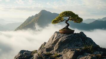Bonsai tree on top of mountain with clouds and fog photo
