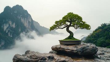 Bonsai tree on a rock in the middle of a mountain photo