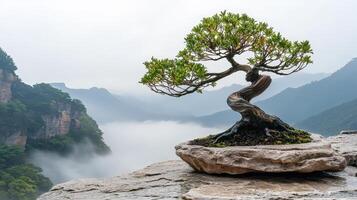 Bonsai tree in the mountains photo