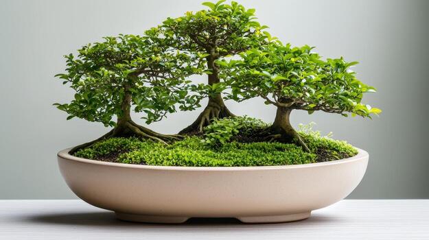 Bonsai tree in a ceramic pot on a table photo