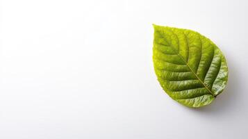 A single green leaf on a white surface photo