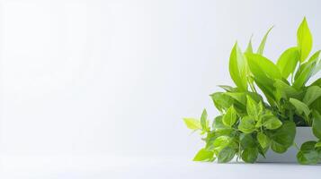 Green plants in a white pot on a white background photo
