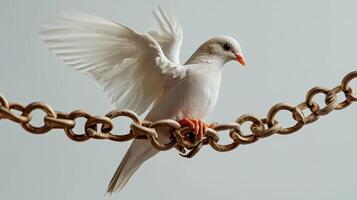 A white dove sitting on a chain photo