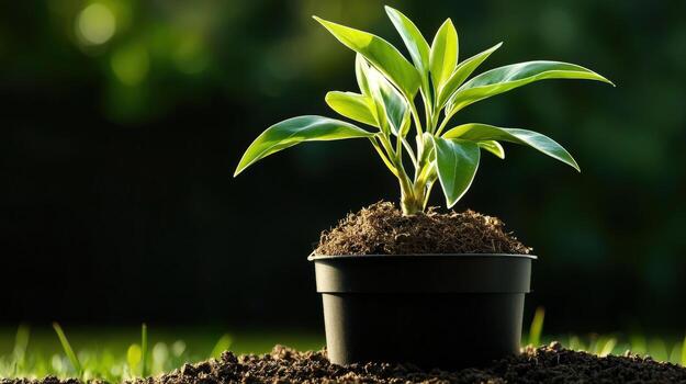 A small plant is growing in a pot on the ground photo