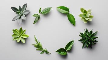 Various types of succulents arranged in a circle on a white background photo