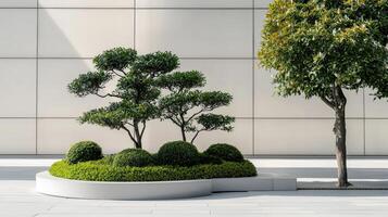 A small tree is sitting in a white planter photo