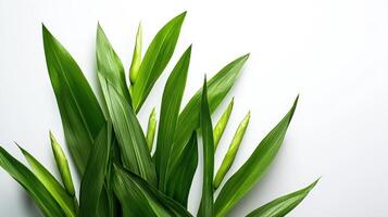 Green plant on white background with copy space photo