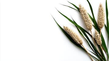 A bunch of wheat on a white background photo