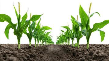 Corn field with green plants growing in the soil photo