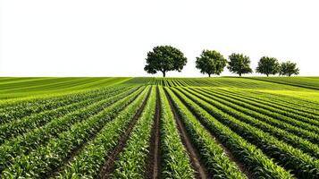 Corn field with trees and rows of corn photo