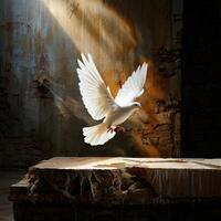 A white dove flying over a stone ledge photo