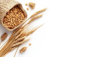 Wheat and ears of corn on a white background photo