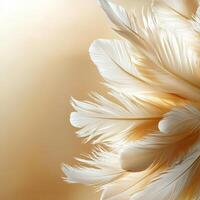 White feather background with a golden background photo