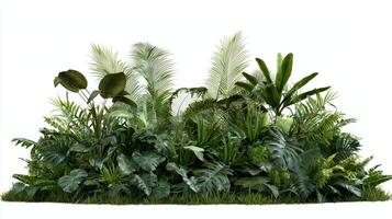 A large group of tropical plants on a white background photo