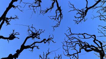 Tree trunk with branches without leaves, dead tree. Ecological landscape. Dresden, Germany photo