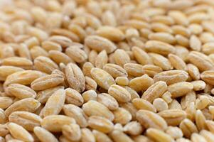 Close-up macro shot of spelt grains in soft focus. Raw healthy grains. Side view. photo