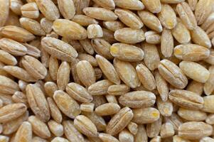 Close-up macro shot of spelt grains in soft focus. Raw healthy grains. Top view photo