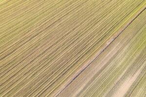 aerial drone view of agricultural field rows and texture, abstract image of farm field textures and lines photo