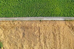 aerial overhead drone view of green and golden fields separated by a path photo