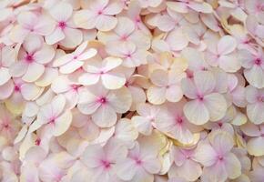 Hydrangea flowers with delicate vanilla pink blooms create an elegant floral background suitable for card designs and other printed materials, photo