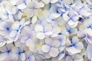 Delicate white hydrangea flowers create an elegant floral backdrop, showcasing soft pastel hues in a unique combination of lemon and blue petals that harmonize with the natural themes of the design photo