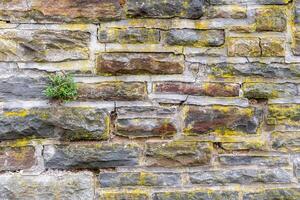Close up of an old stone wall with weathered surface, cracked mortar and yellow lichen, a small bush growing between the stones creates a rustic and textured background, photo
