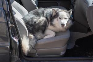 Beautiful husky dog lying comfortably on front seat of car, enjoying warm sunshine and refreshing breeze with the door wide open, radiating happiness and contentment photo