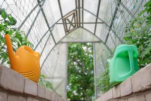 Yellow and green watering cans stand on low brick sides inside the greenhouse, tomato seedlings are growing for watering, tied to a net near the wall, organic gardening photo