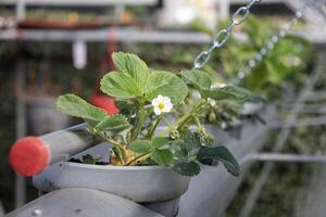 Flowering strawberry plant in a pot grows in a hydroponic system in a greenhouse, demonstrating the technology of growing fruit without soil, photo