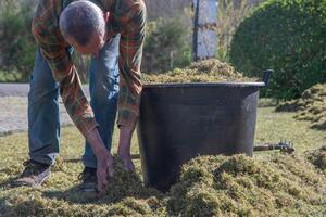 Gardener filling large black plastic bucket with moss and dry grass, which are removed with scarifier, from lawn, concept of seasonal garden maintenance work in spring, photo
