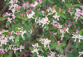 Lonicera tatarica- lat,or Honeysuckle tatarica,is deciduous shrub with delicate pink and white flowers against background of bright green foliage,grown as ornamental shrub that blooms in early spring, photo