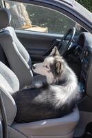Beautiful husky dog lying comfortably on front seat of car, enjoying warm sunshine and refreshing breeze with door wide open, radiating happiness and contentment, vertical photo