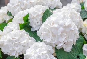 Delicate large white hydrangea flowers blooming in the garden in summer create a delicate and elegant natural picture, ideal for landscape design photo